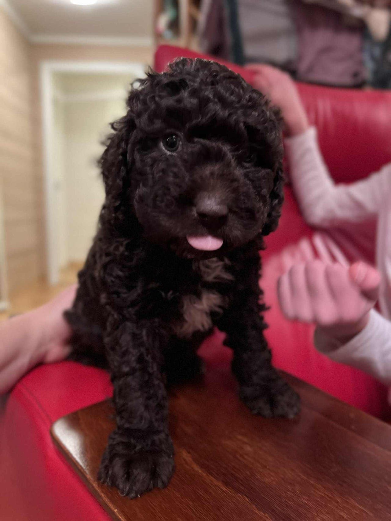 Spansk vannhund valper!