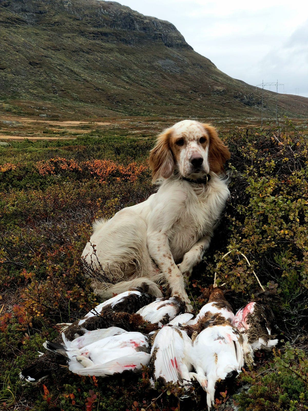 Omplassering av Engelsk Setter hann til riktig hjem