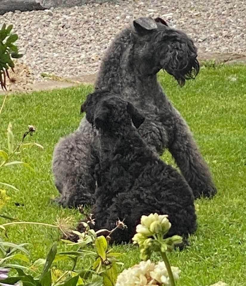 Kerry Blue terrier-valper