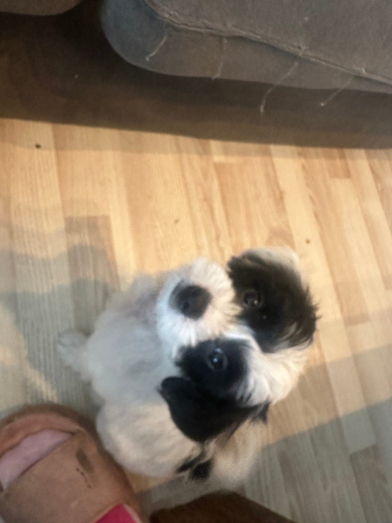 Renraset powderpuff/kinesisk nakenhund