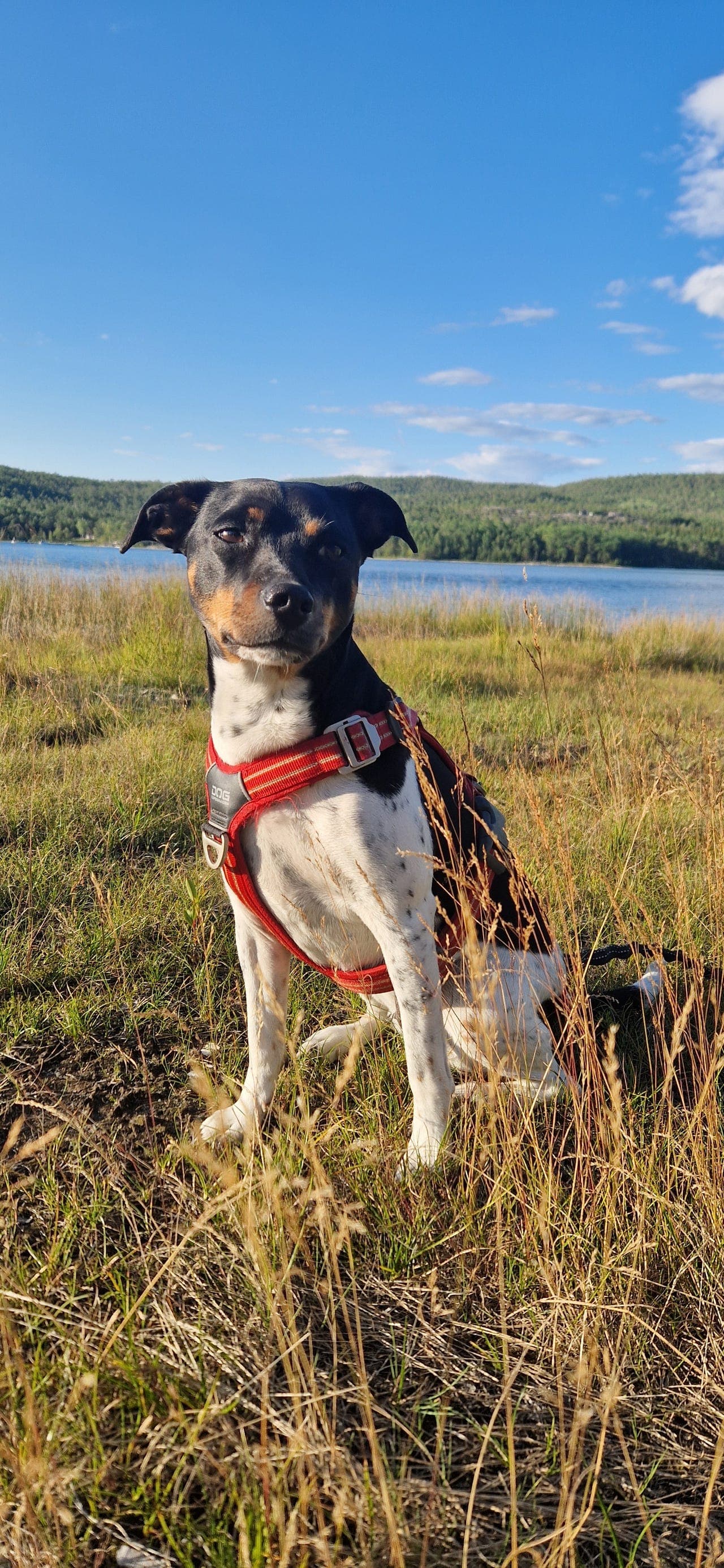 Dansk svensk gårdshund valper