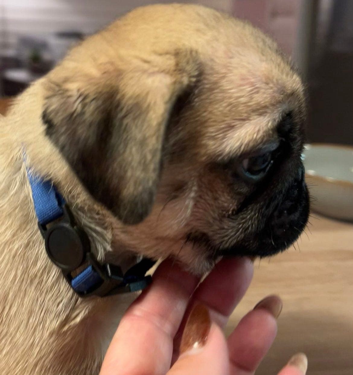 NKK registrert-Fawn  hannvalp selges.