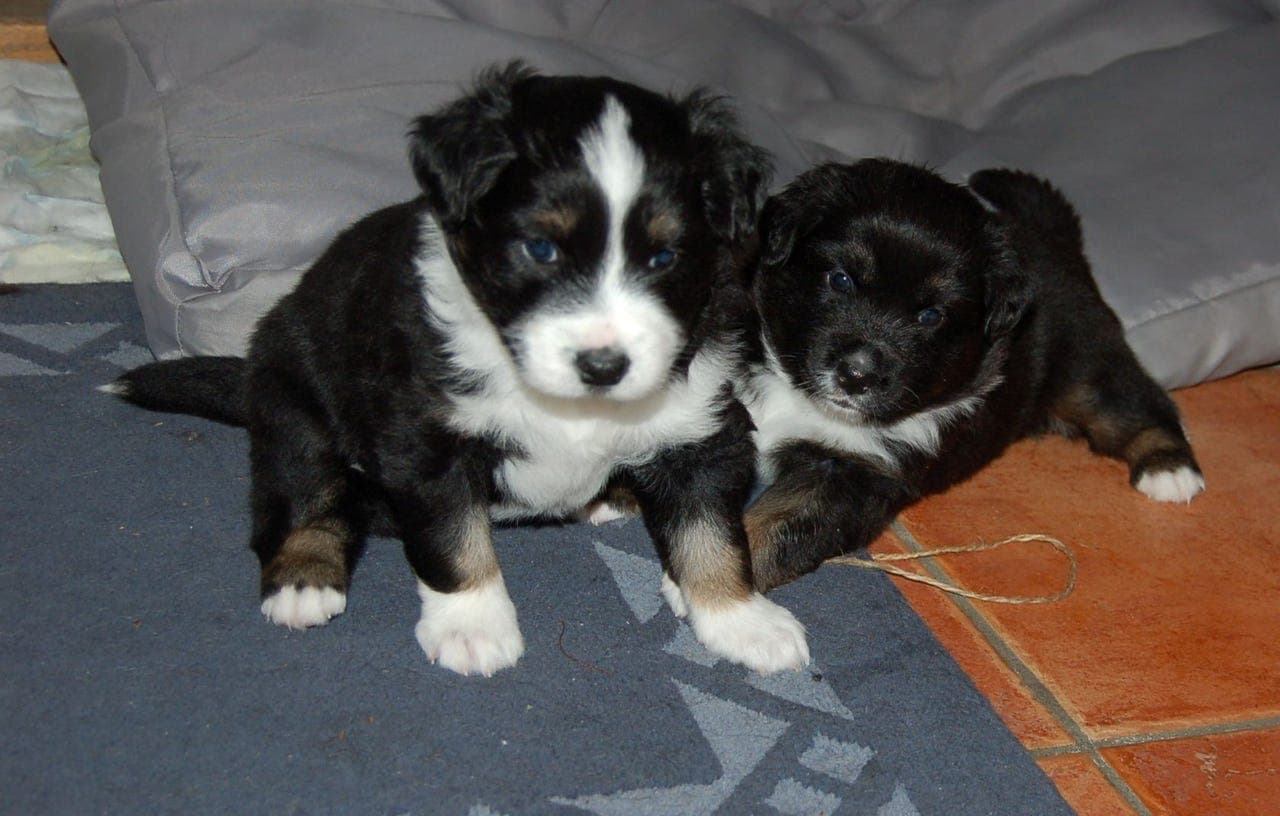 Australian Shepherd valper til salgs, lev. klar 9.desember