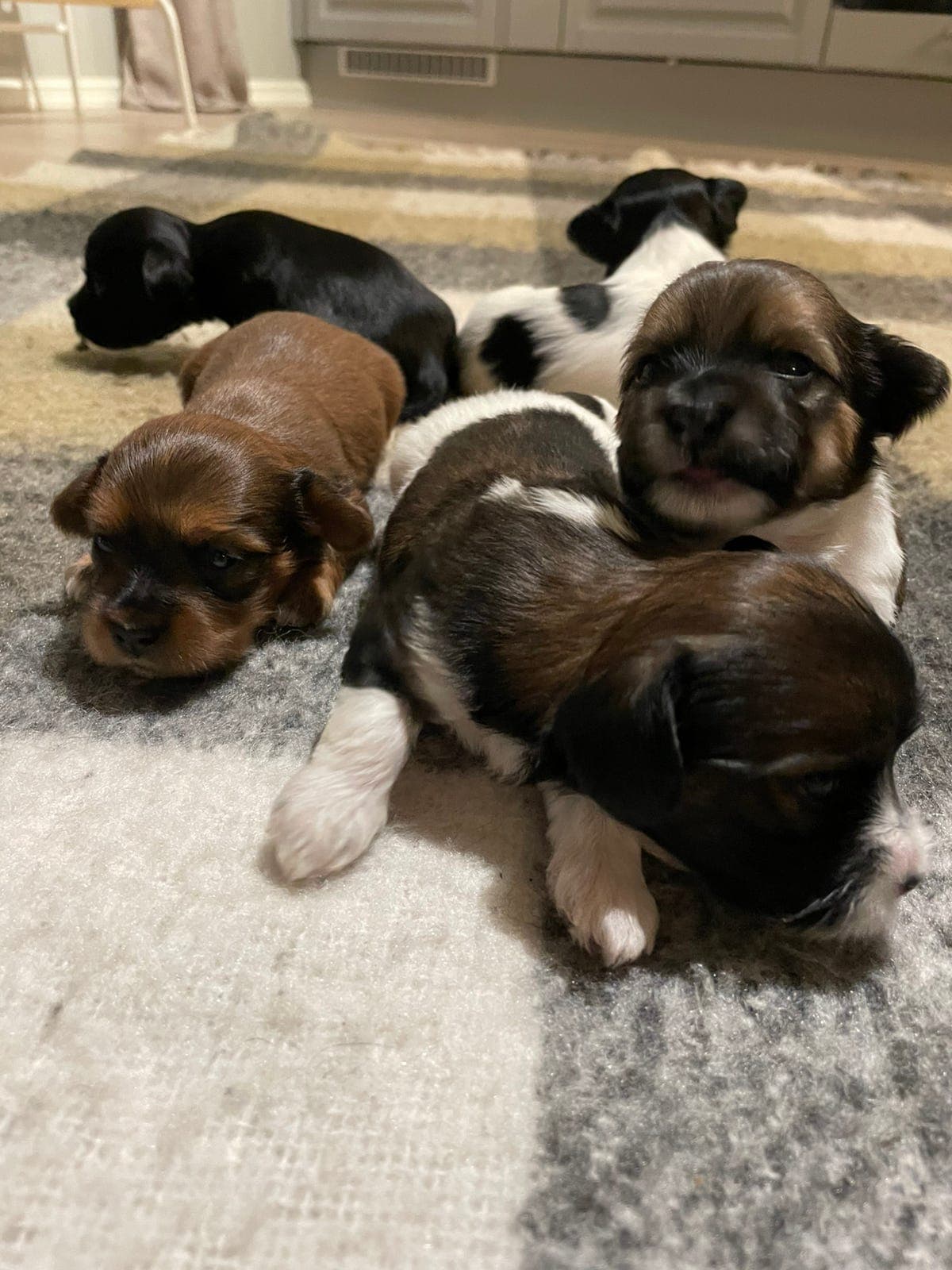 Bichon Havanais valper