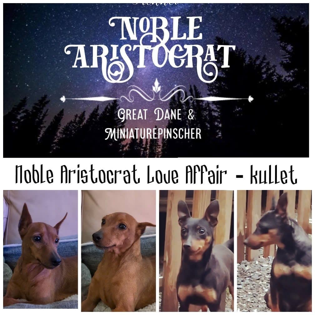 🧡💛💫⭐ Dvergpinschervalper - Love Affair kullet