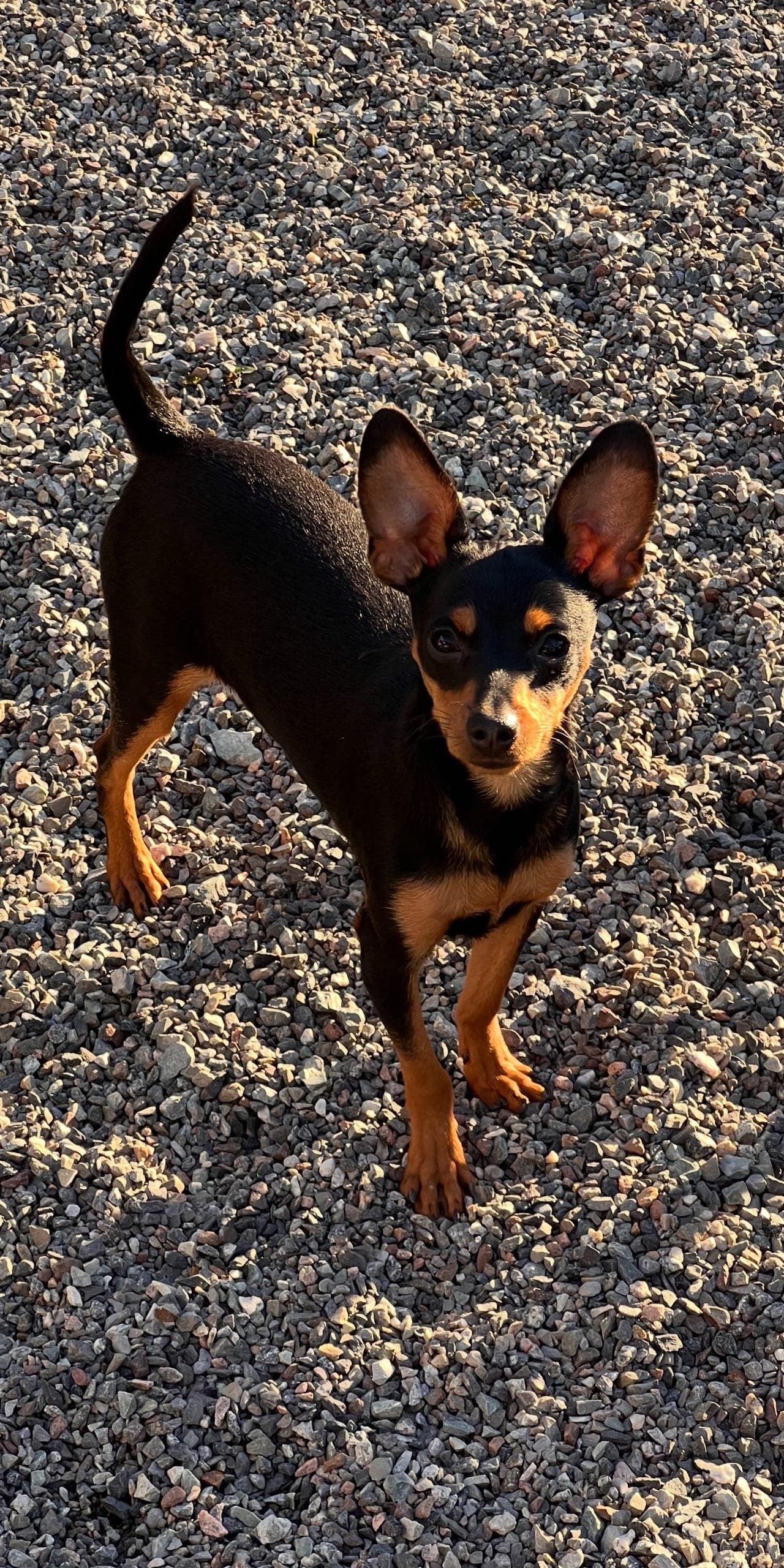 Godt premier hannvalp.