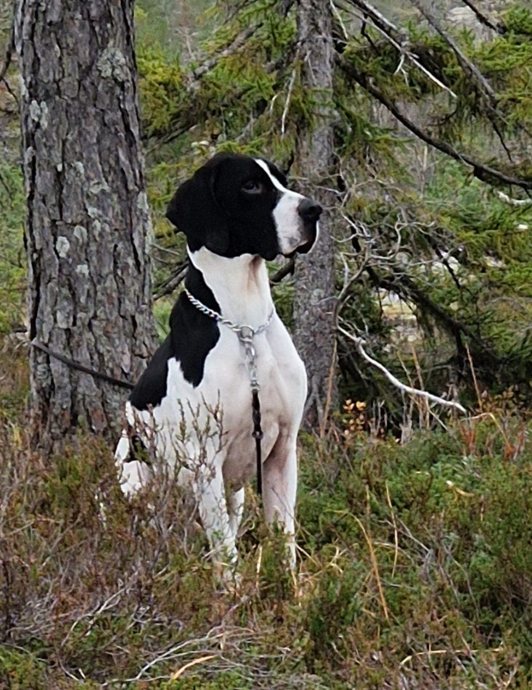 Jaktpremiert pointer hannhund