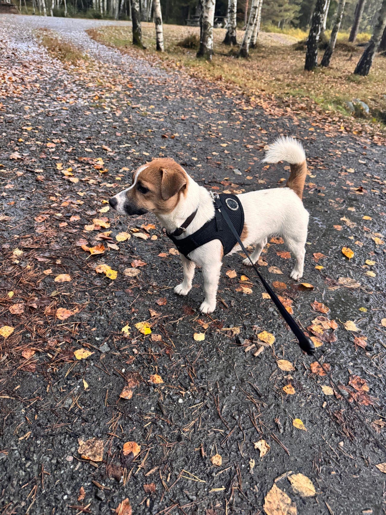 Milo trenger et nytt hjem - kun seriøse henvendelser