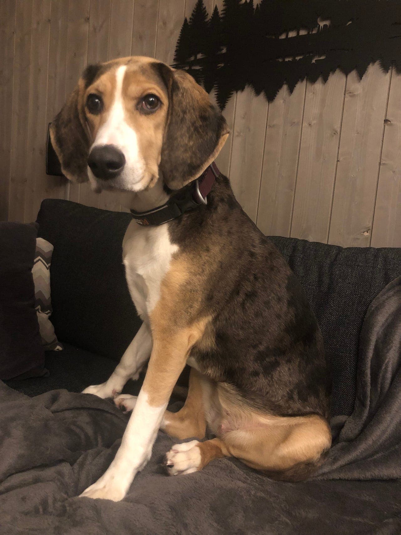 Dunkertispe omplasseres