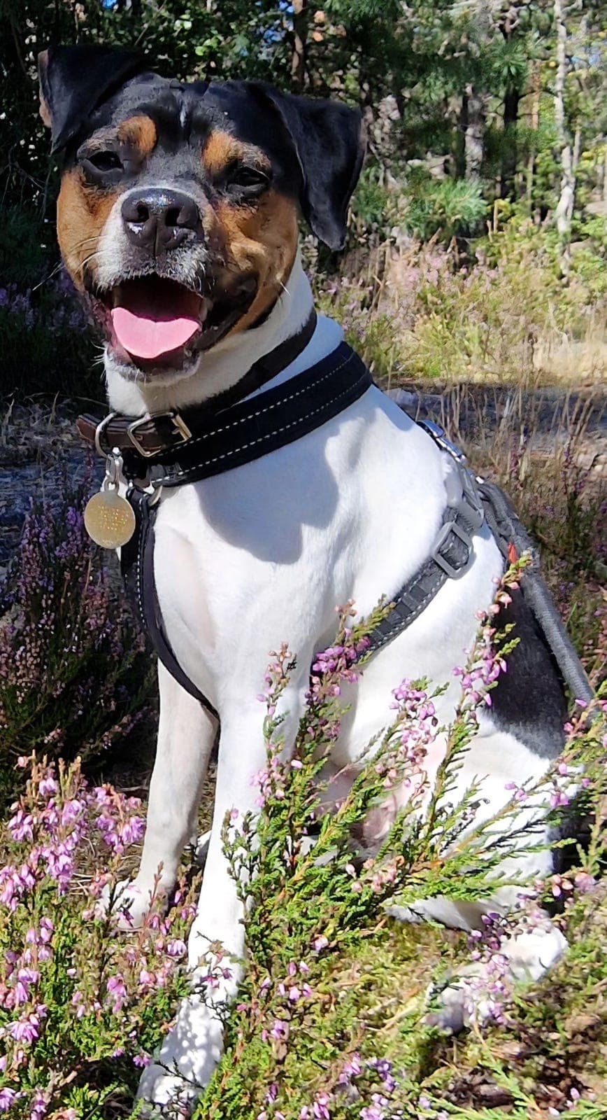 Dansk svensk gårdshund - Omplassering