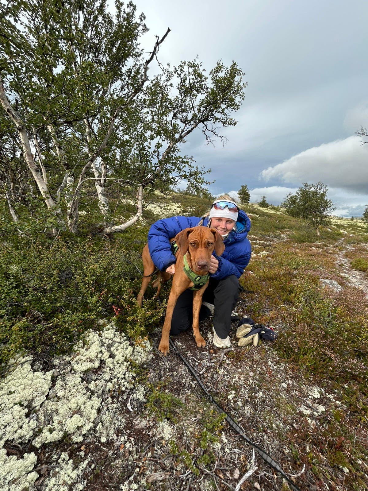 Omplassering av Rhodesian Ridgebacken tispen Tiger 1.5år