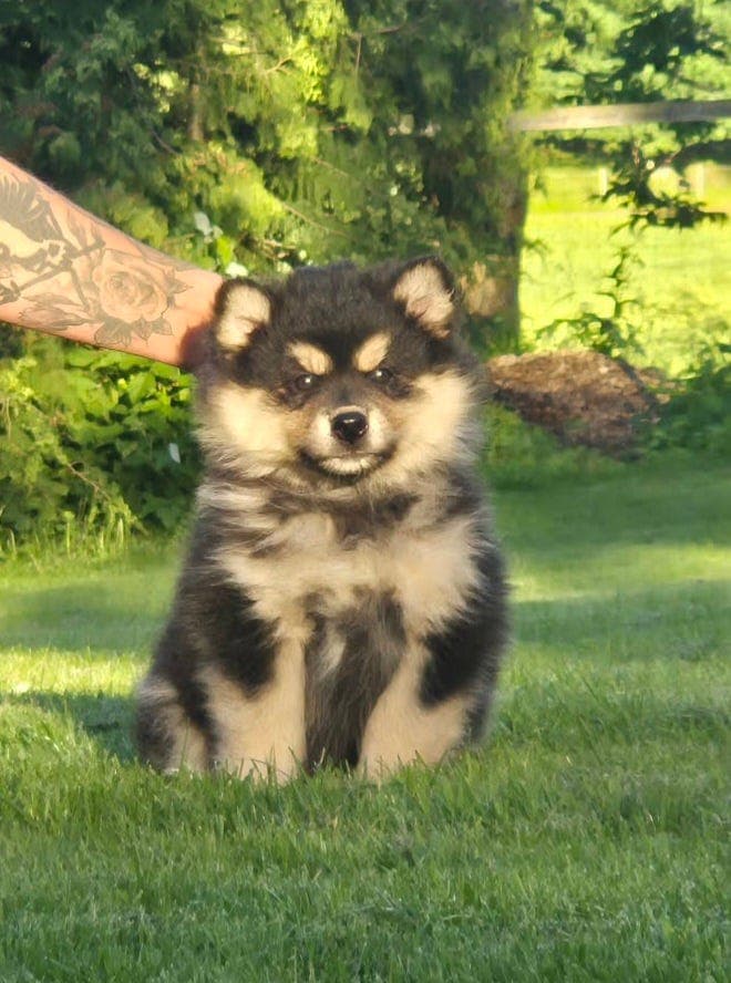 Finsk Lapphund valper til salgs