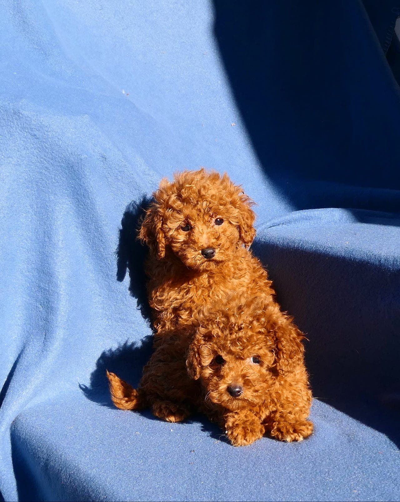 Toy Poodle/Puddel - veldig små og utrolig søte ❤️