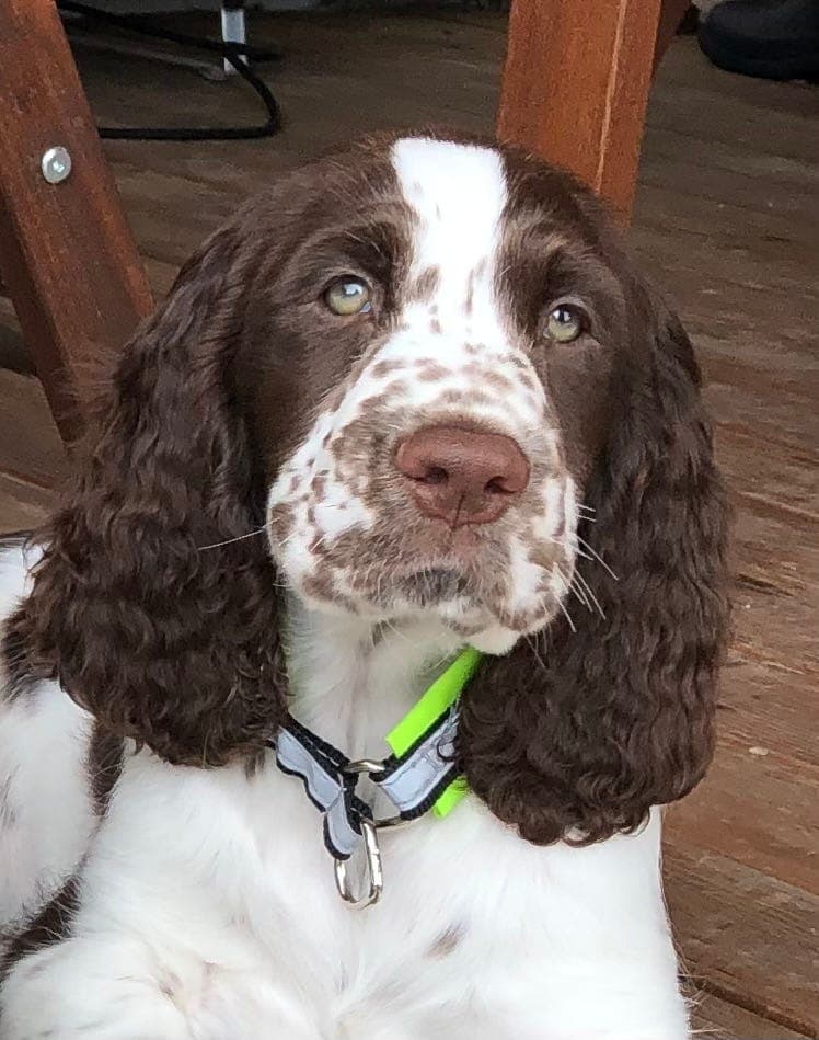 Engelsk Springer Spaniel - Valper