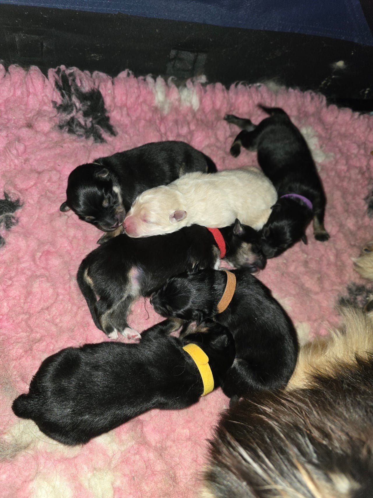 Vi har nydelig Finsk Lapphund valper for salg