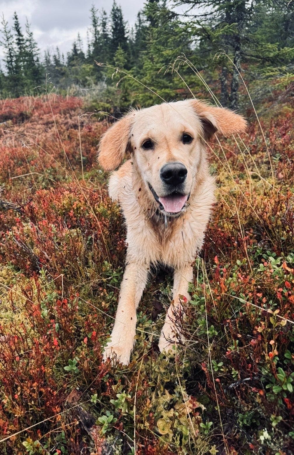 Golden retriever hann søker nytt hjem