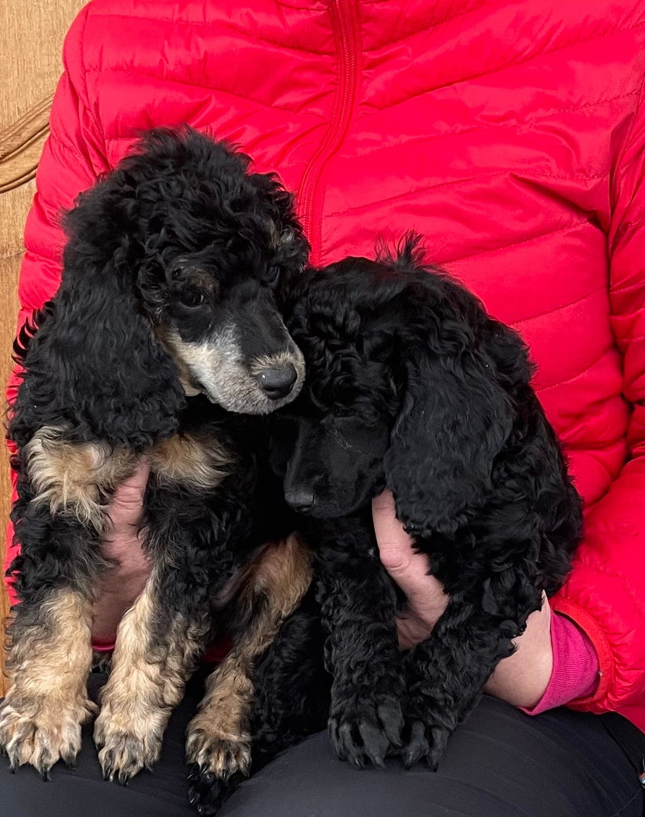 Store kose kosebamser!