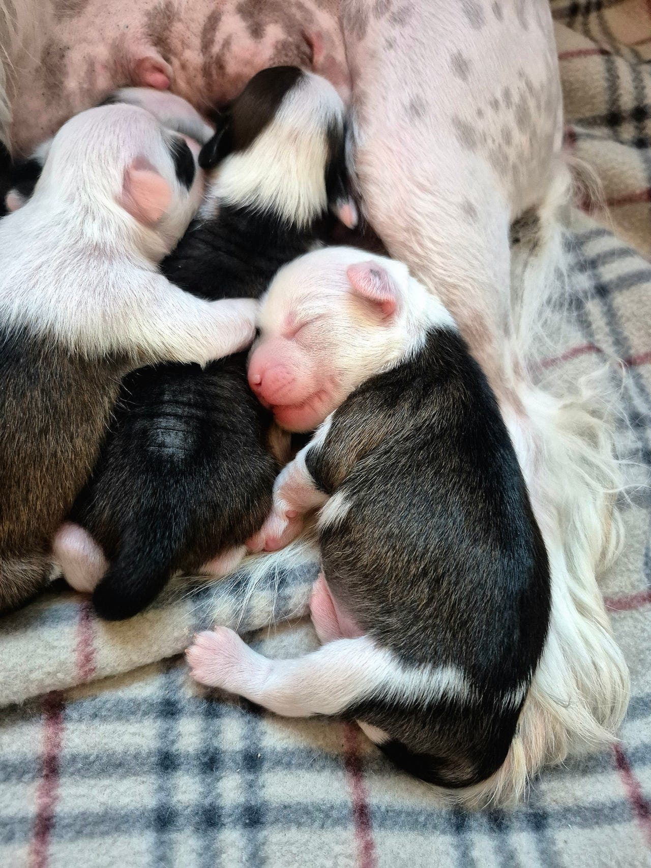 Cerohair- Chinese crested valper