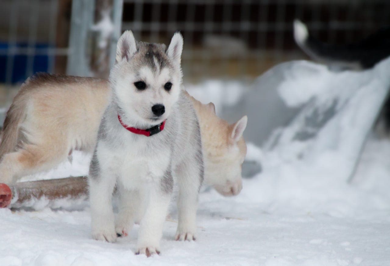 NKK registrerte Siberian Husky valper