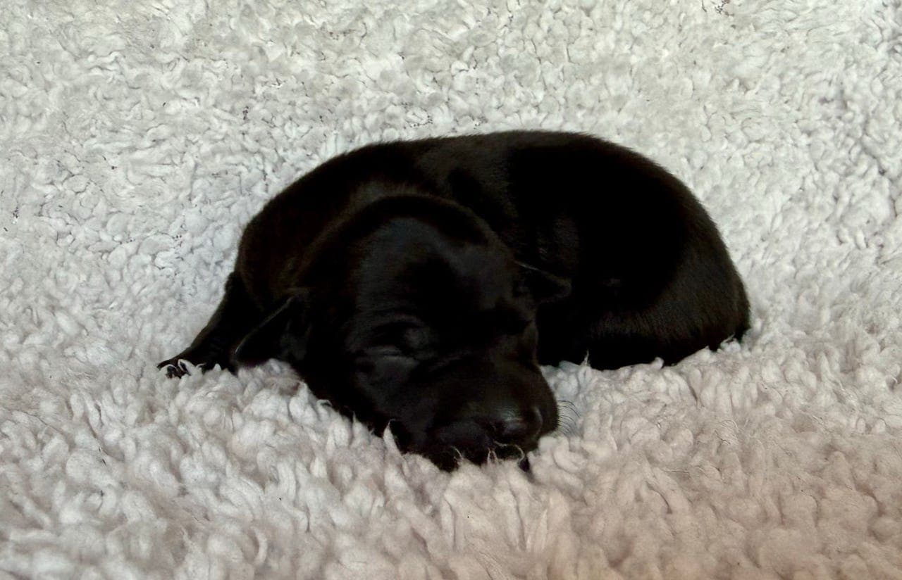 Italiensk mynde-valper til salgs