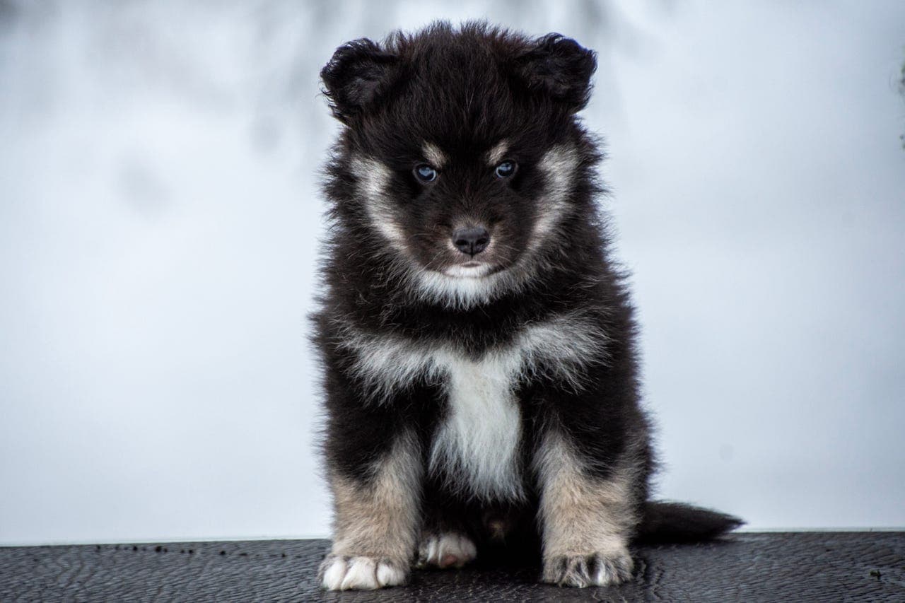 Finsk lapphund valp