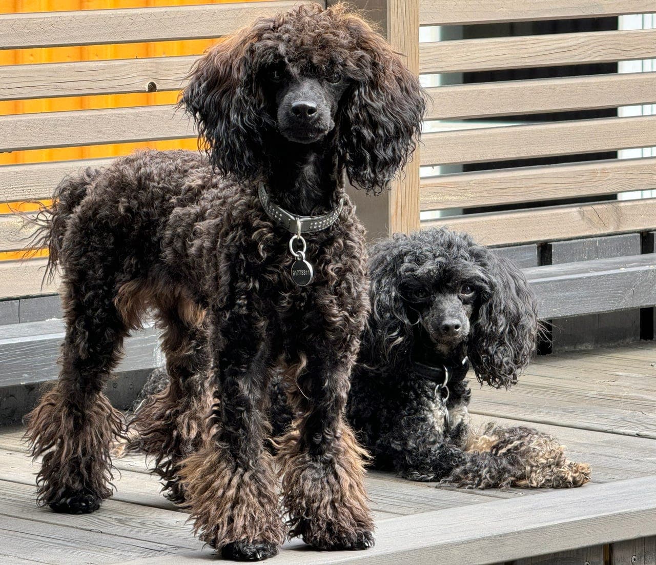 Nydelige Toy/Dverg puddel valper