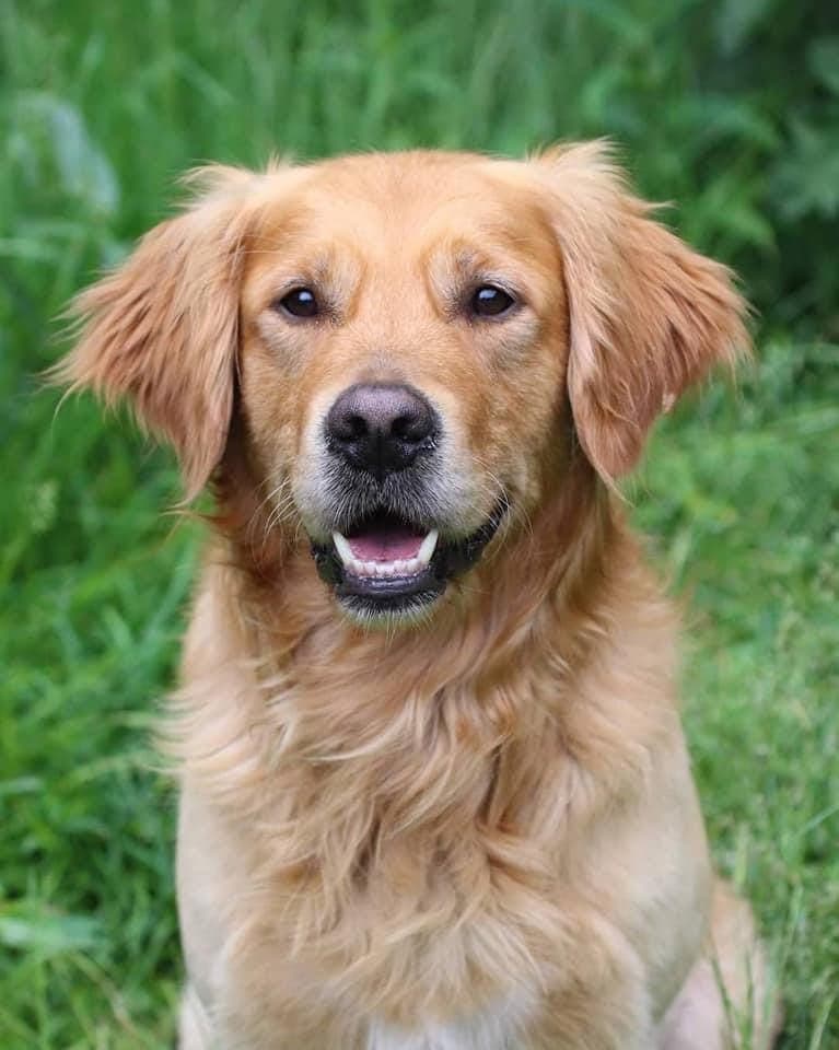 Golden retriever av jaktlinjer/ dual purpose