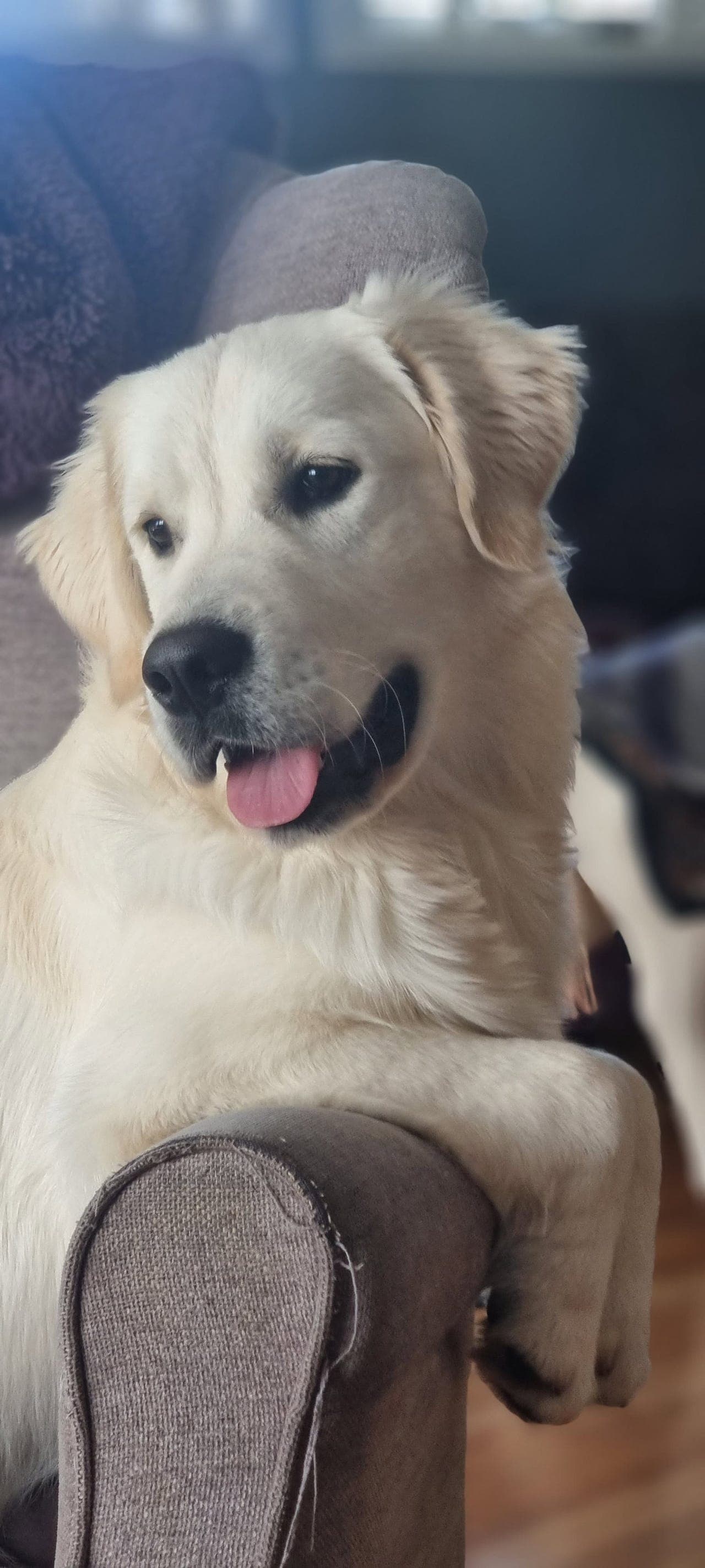 Golden retriever valp