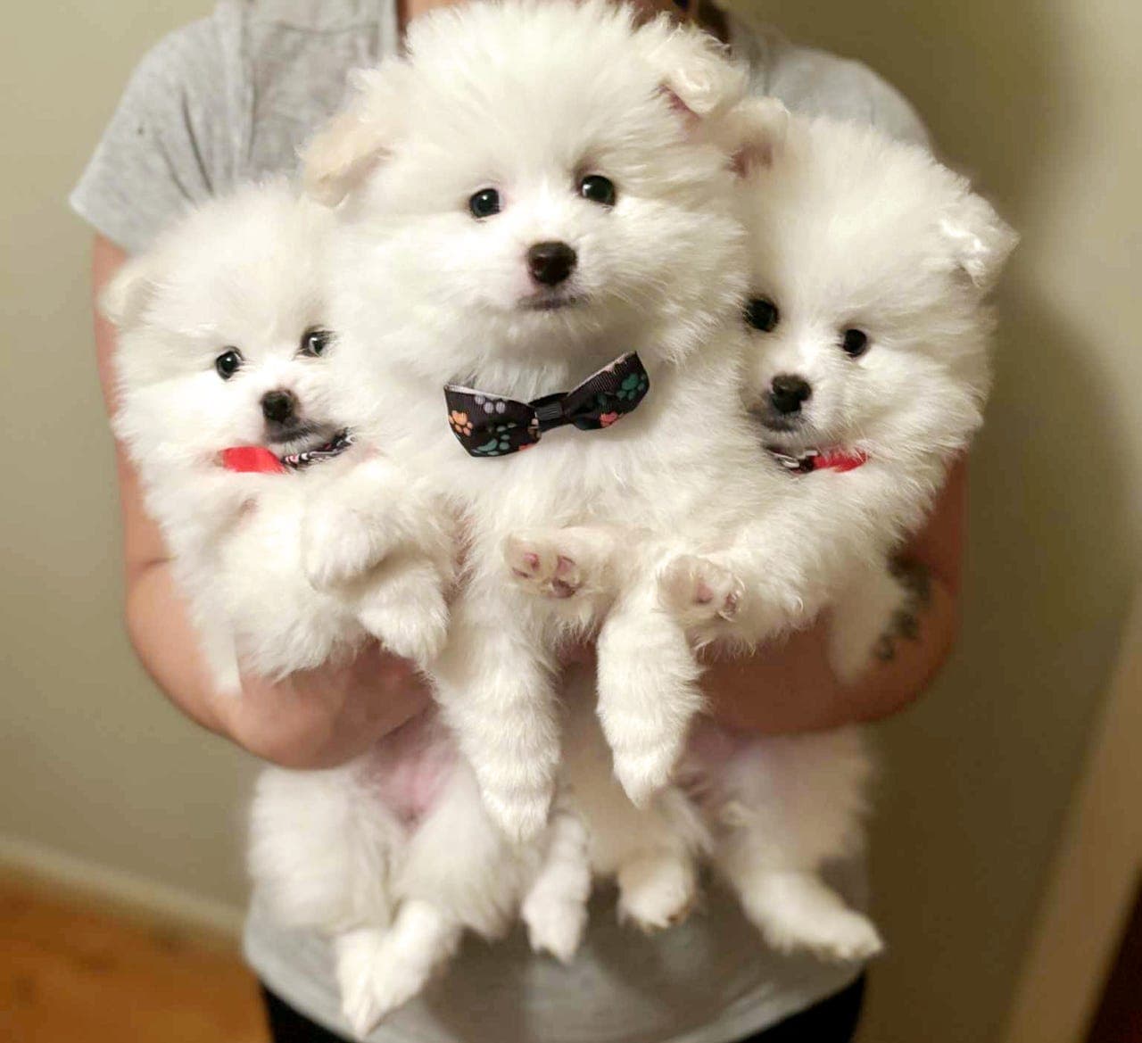 Pomeranian valper – hvite, vaksinert og chipet