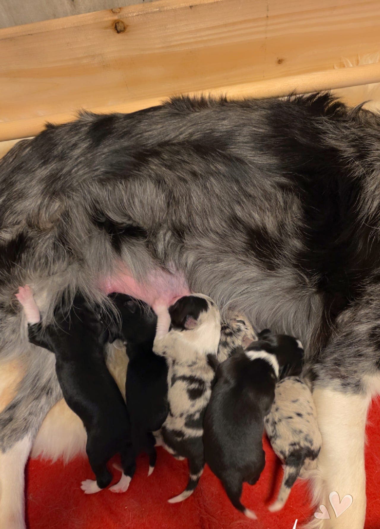 Nydelige Border Collie valper