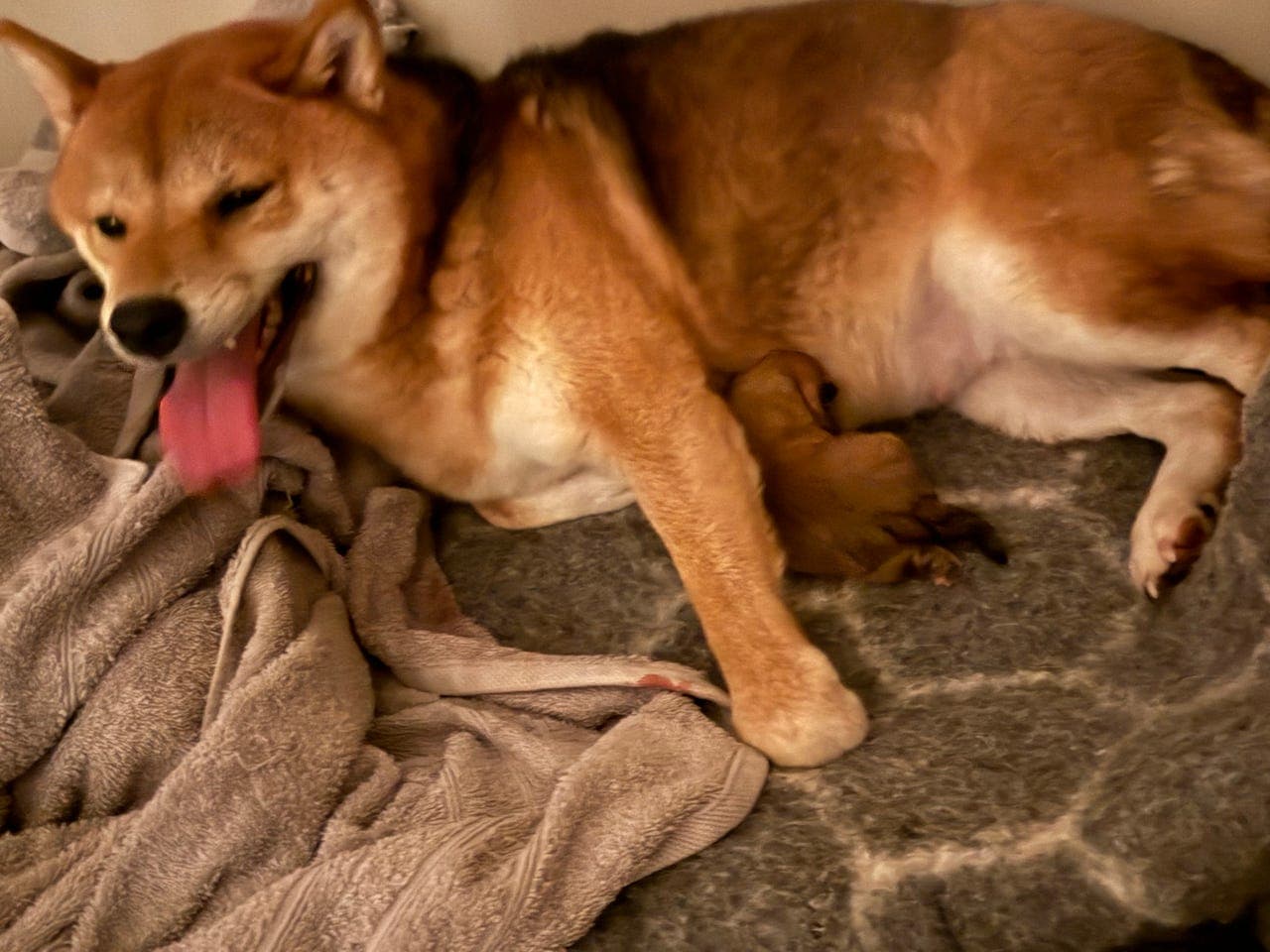 Shinu Inu hannvalp leveringsklar 16.januar!