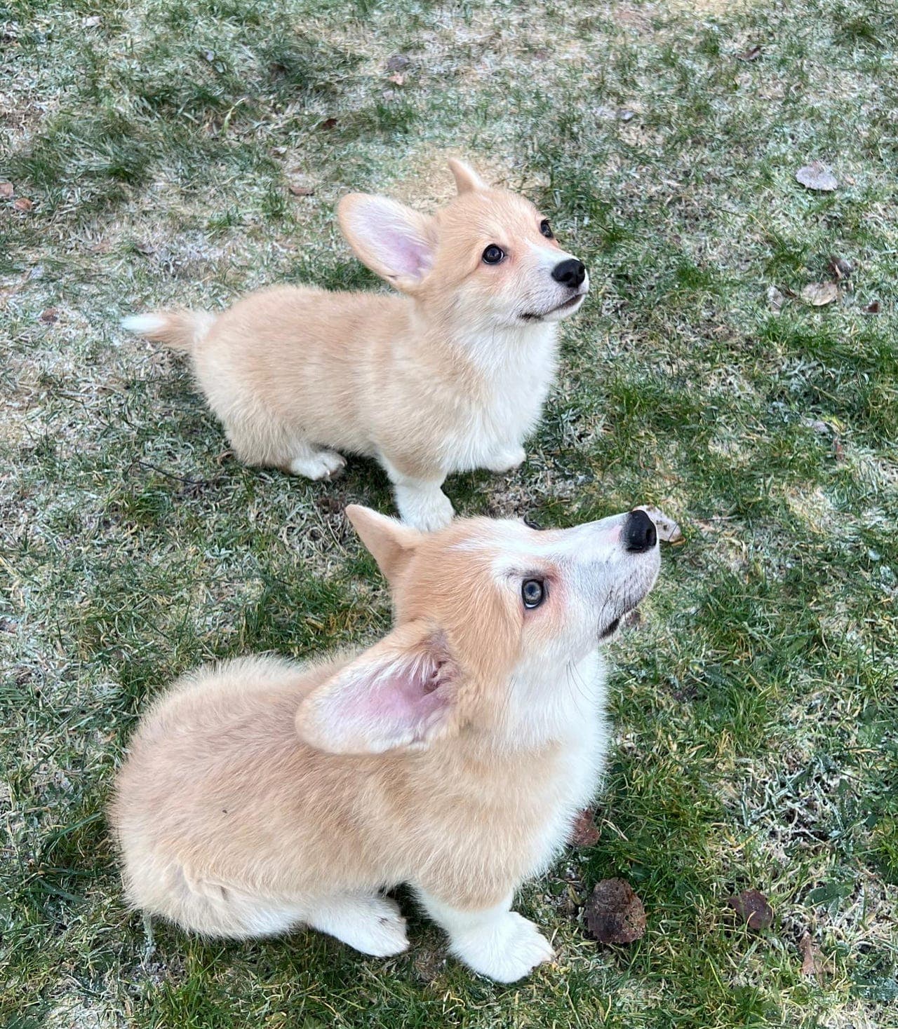 2 Welsh corgi pembroke valper NKK