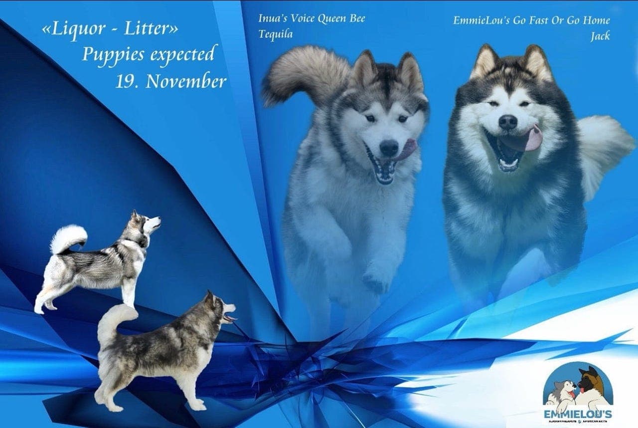 Alaskan Malamute Valpar