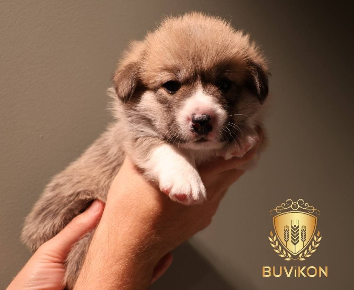 Welsh Corgi Pembroke (1 ledig)