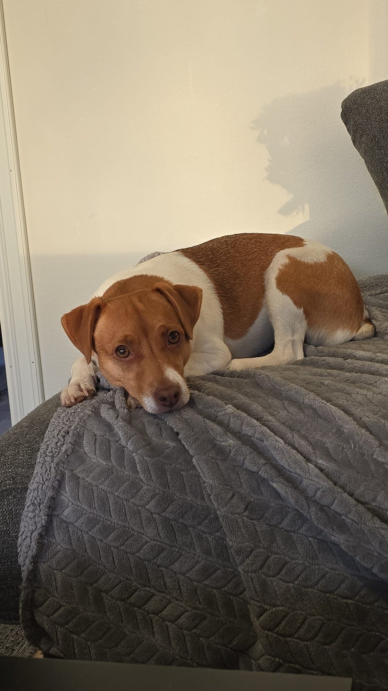 Dansk-svensk gårdshund søker trygt og rolig hjem