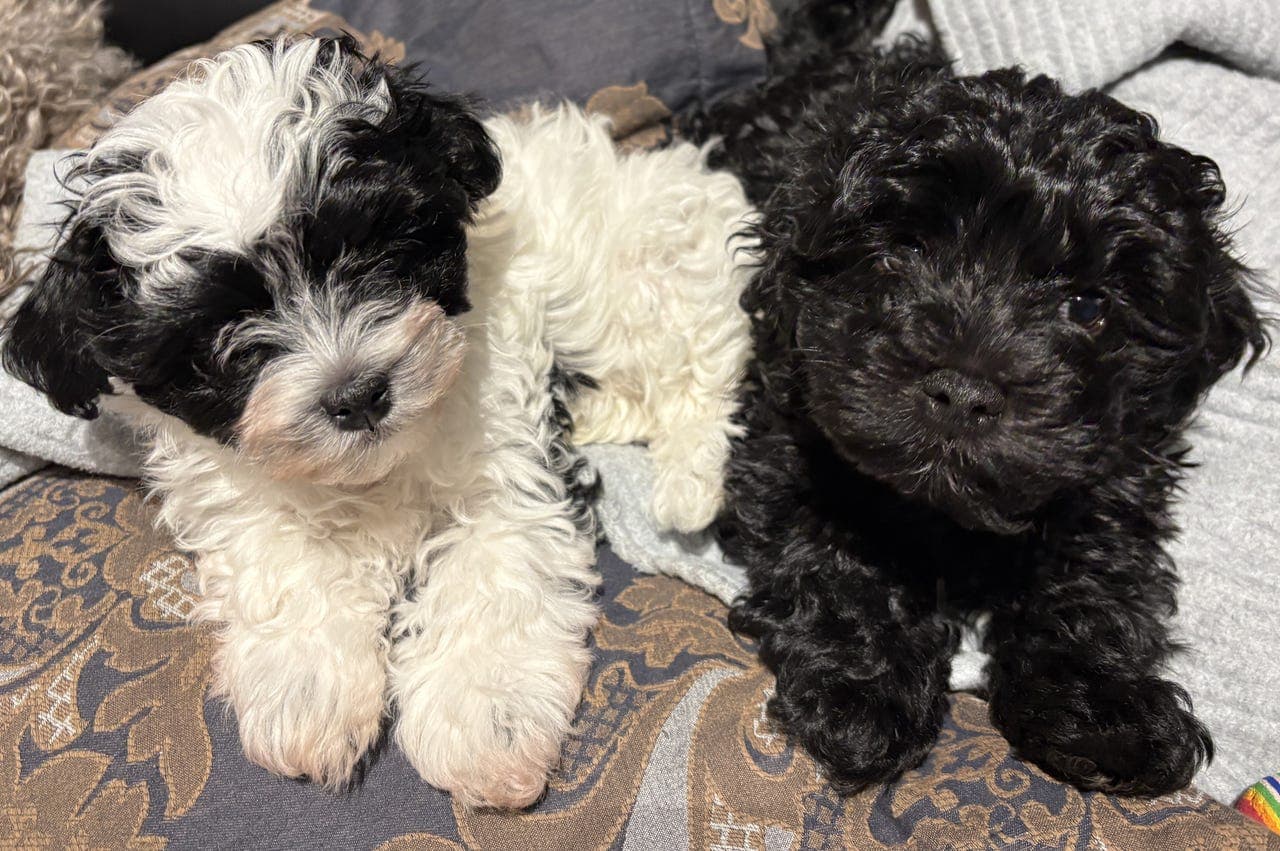 Bichon Havanais valper