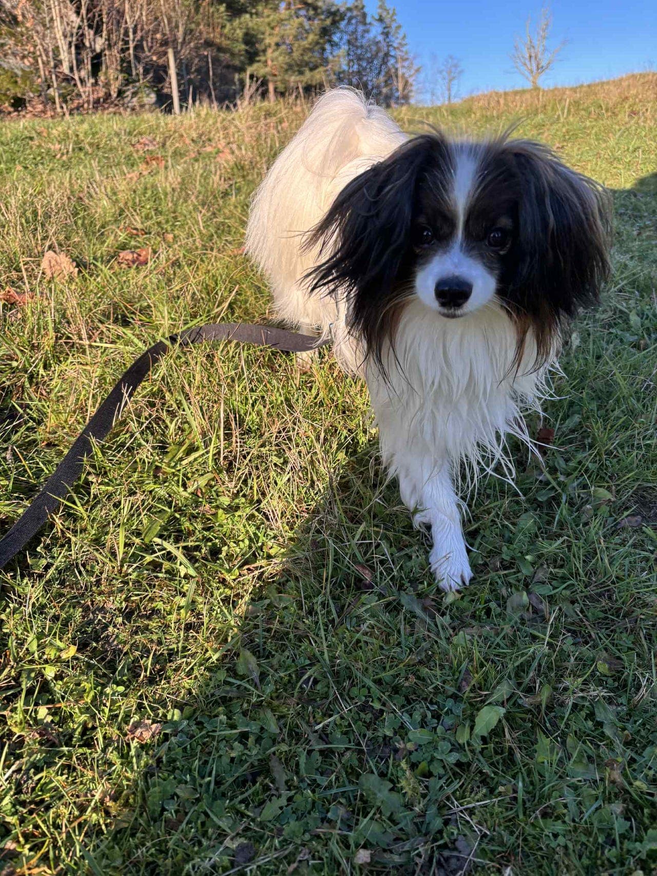 Phalene gutt søker sitt forever home ❤️