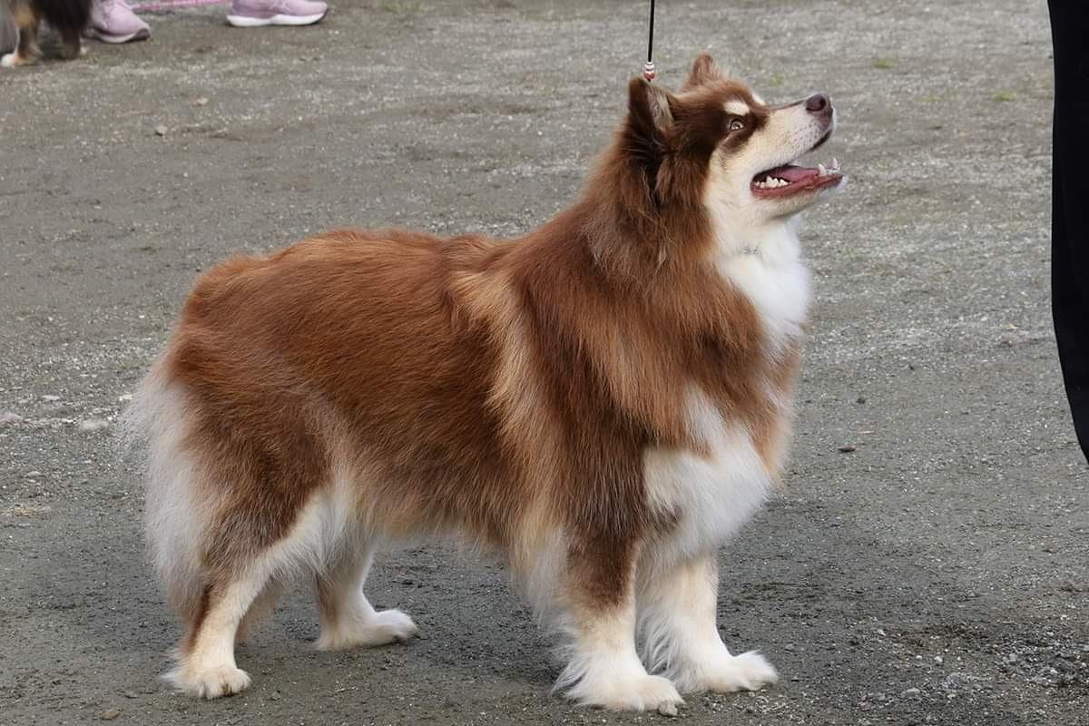 Finsk lapphund valper