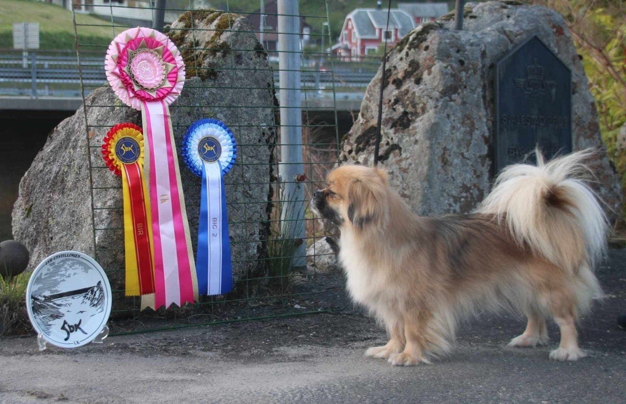 TIBETANSK SPANIEL VALPER