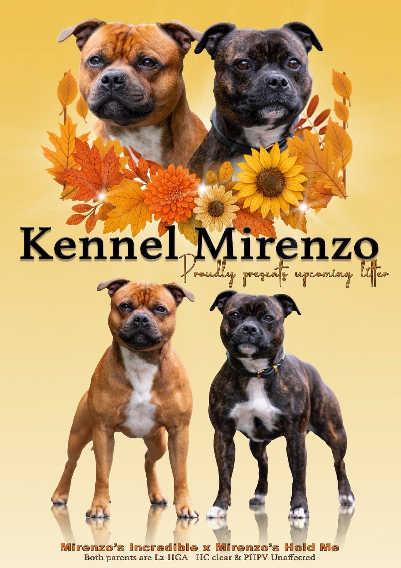 Staffordshire bull terrier hannvalper søker hjem