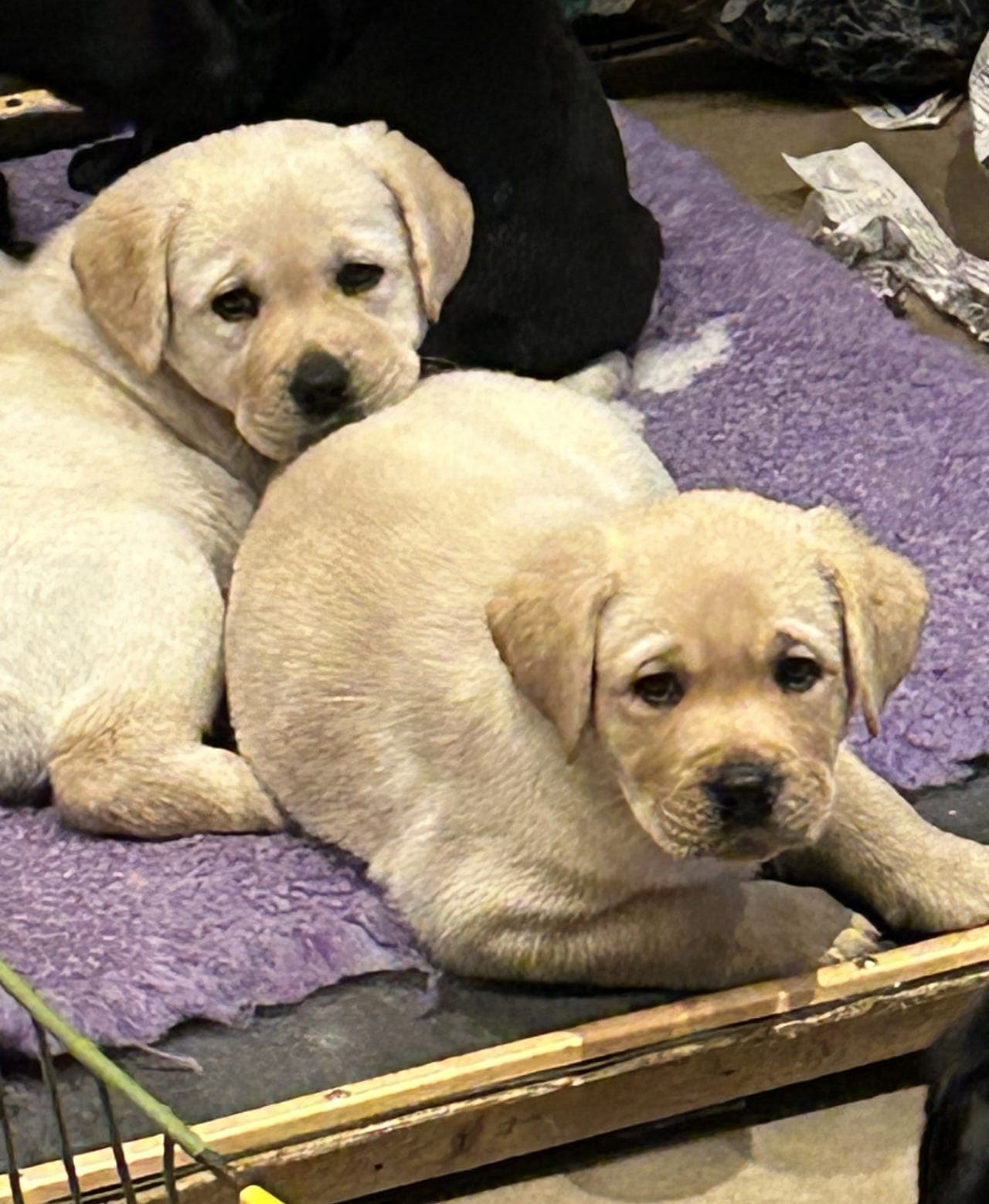 Labrador - labradorvalper, familiehund, brukshund