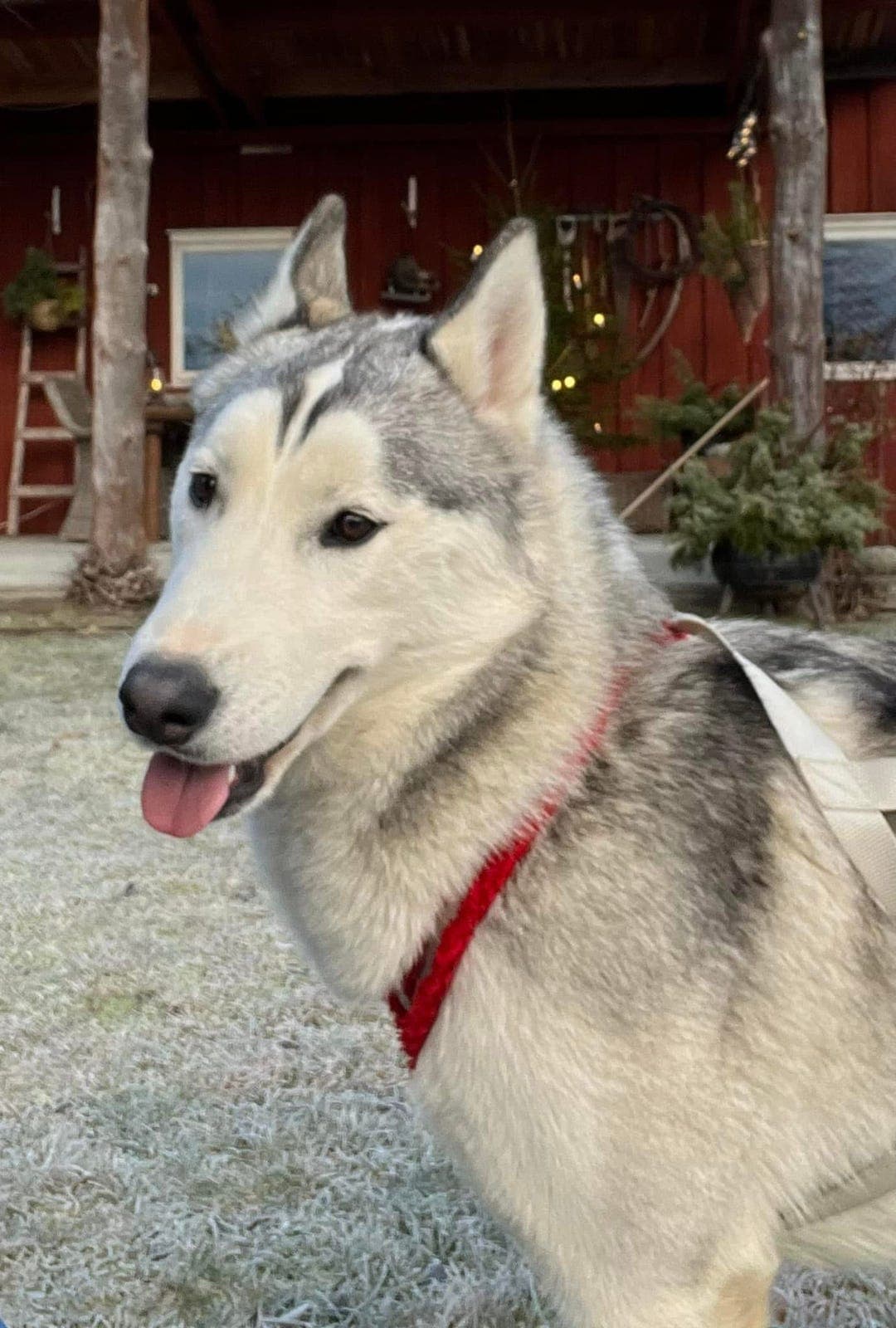 Buster, Liberty og Harmony søker etter nye gode og stabile hjem.