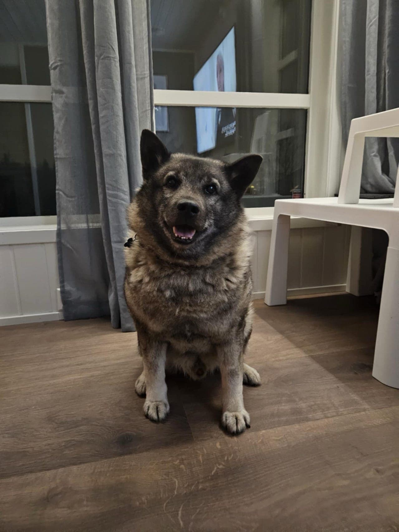 Trivelig elghund gis bort.