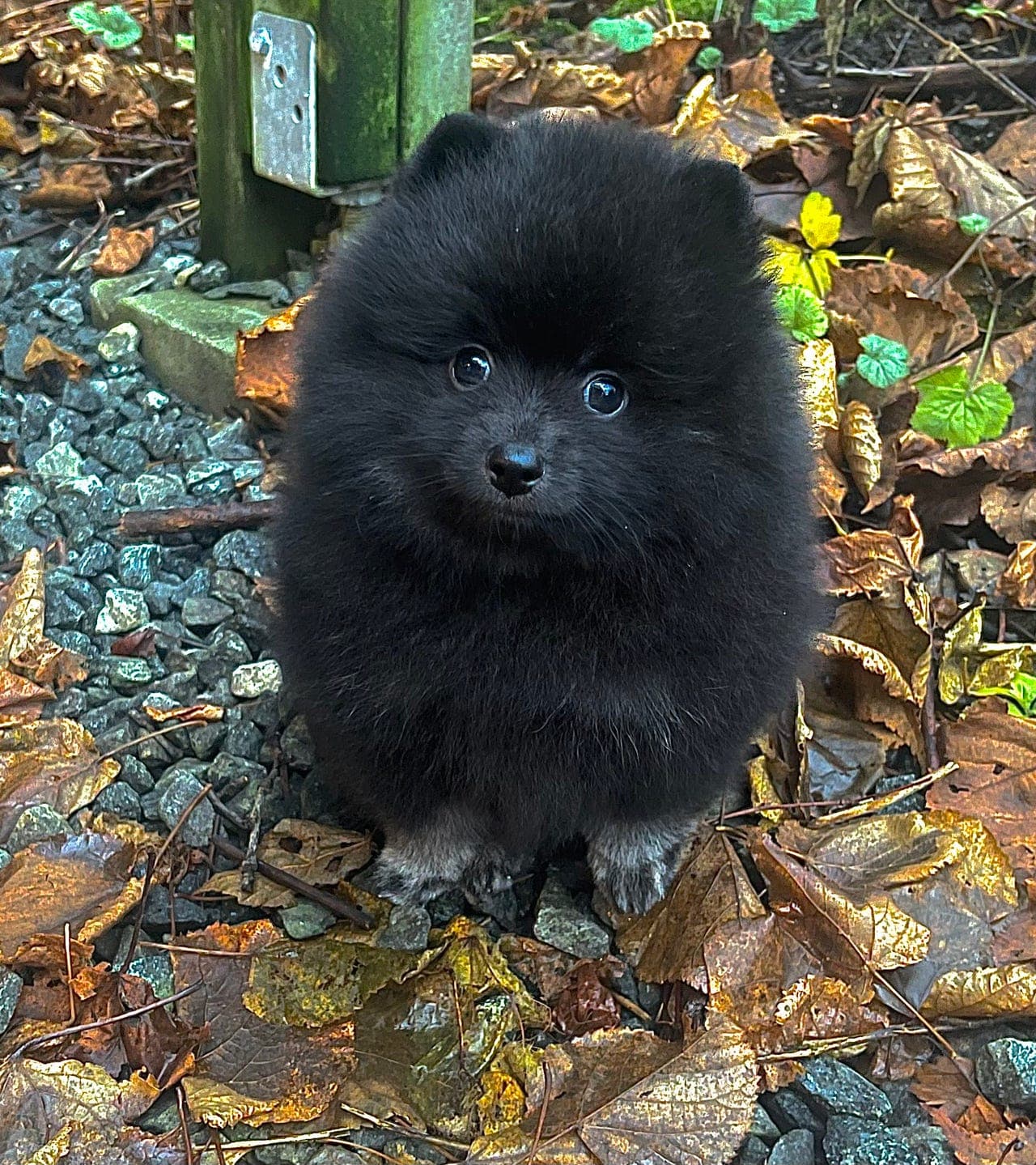 Kleinspitz guttevalp (leveringsklar)