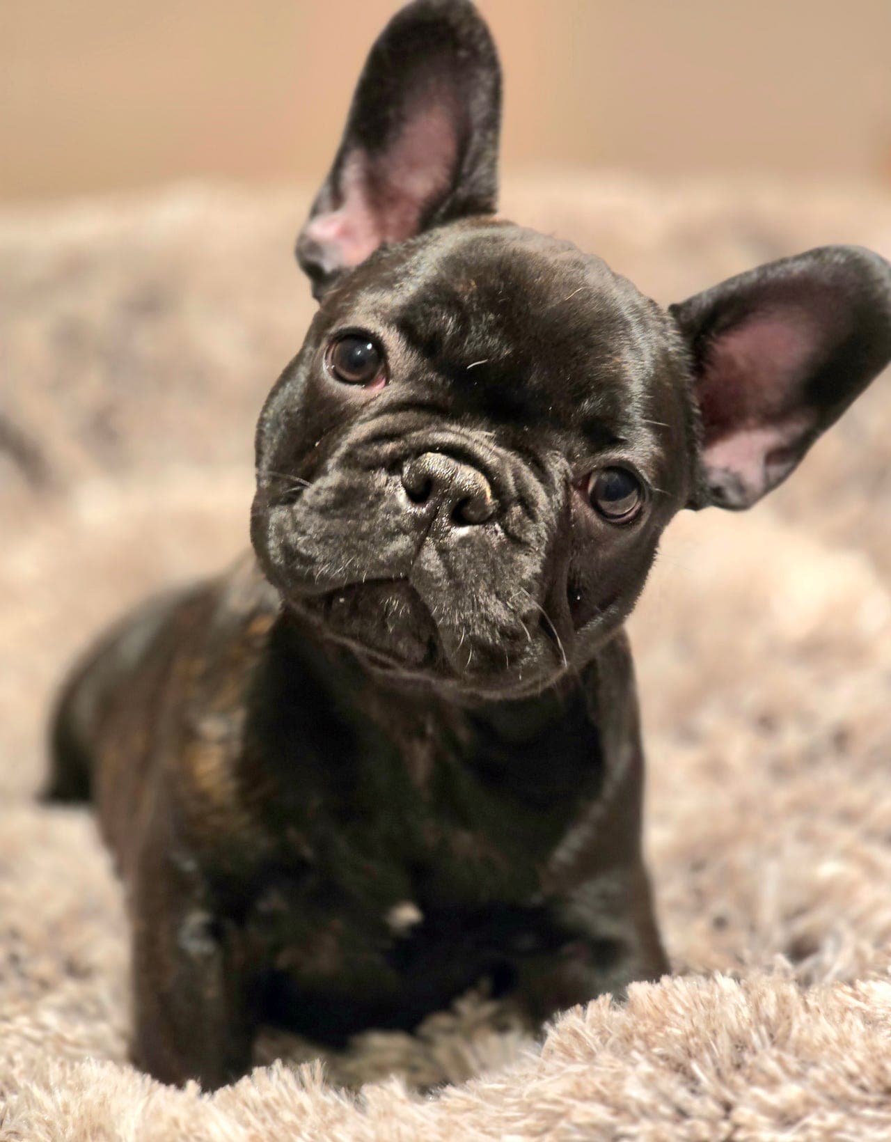 Fransk Bulldog valper