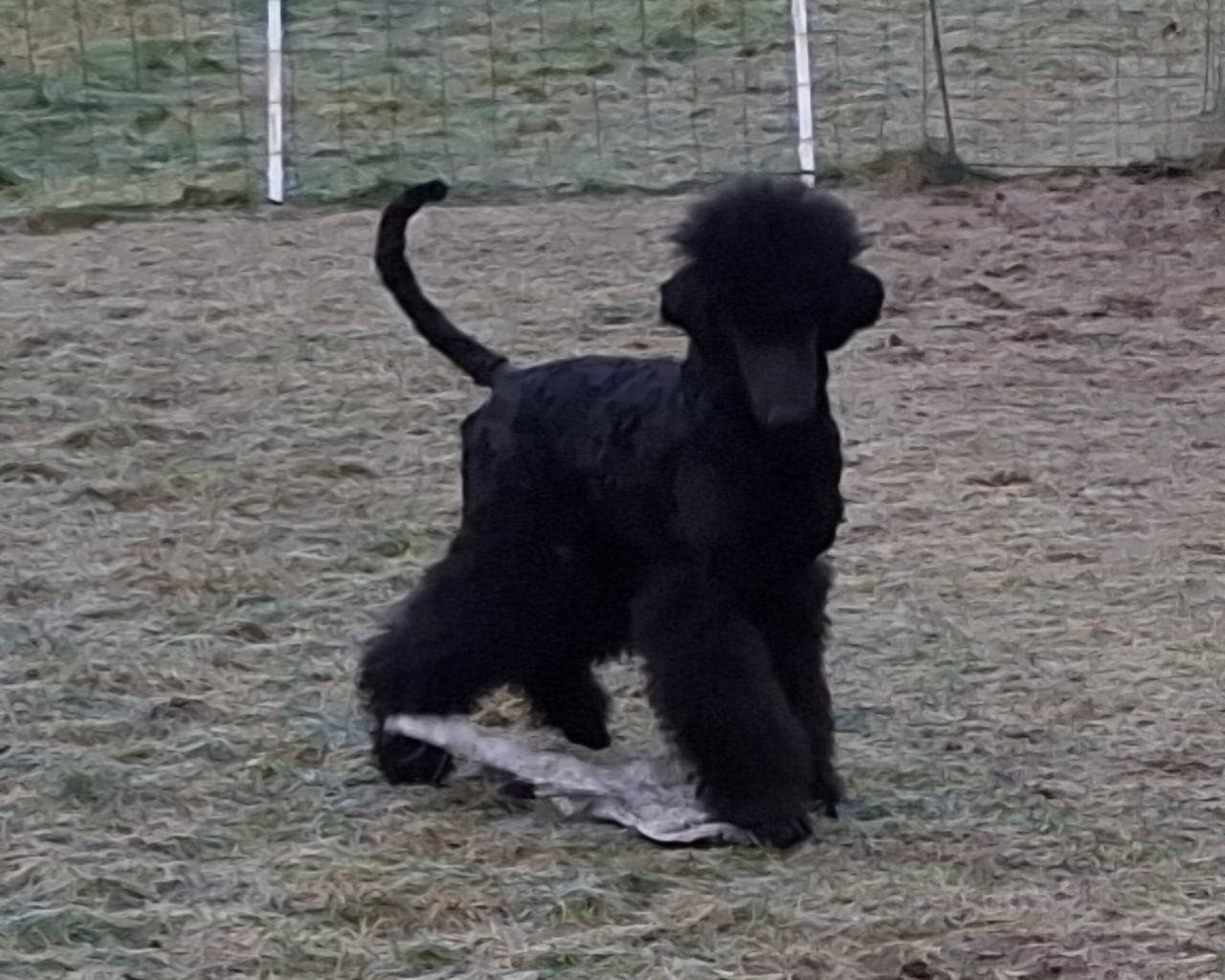 Svart Stor puddel tispevalp tol salgs