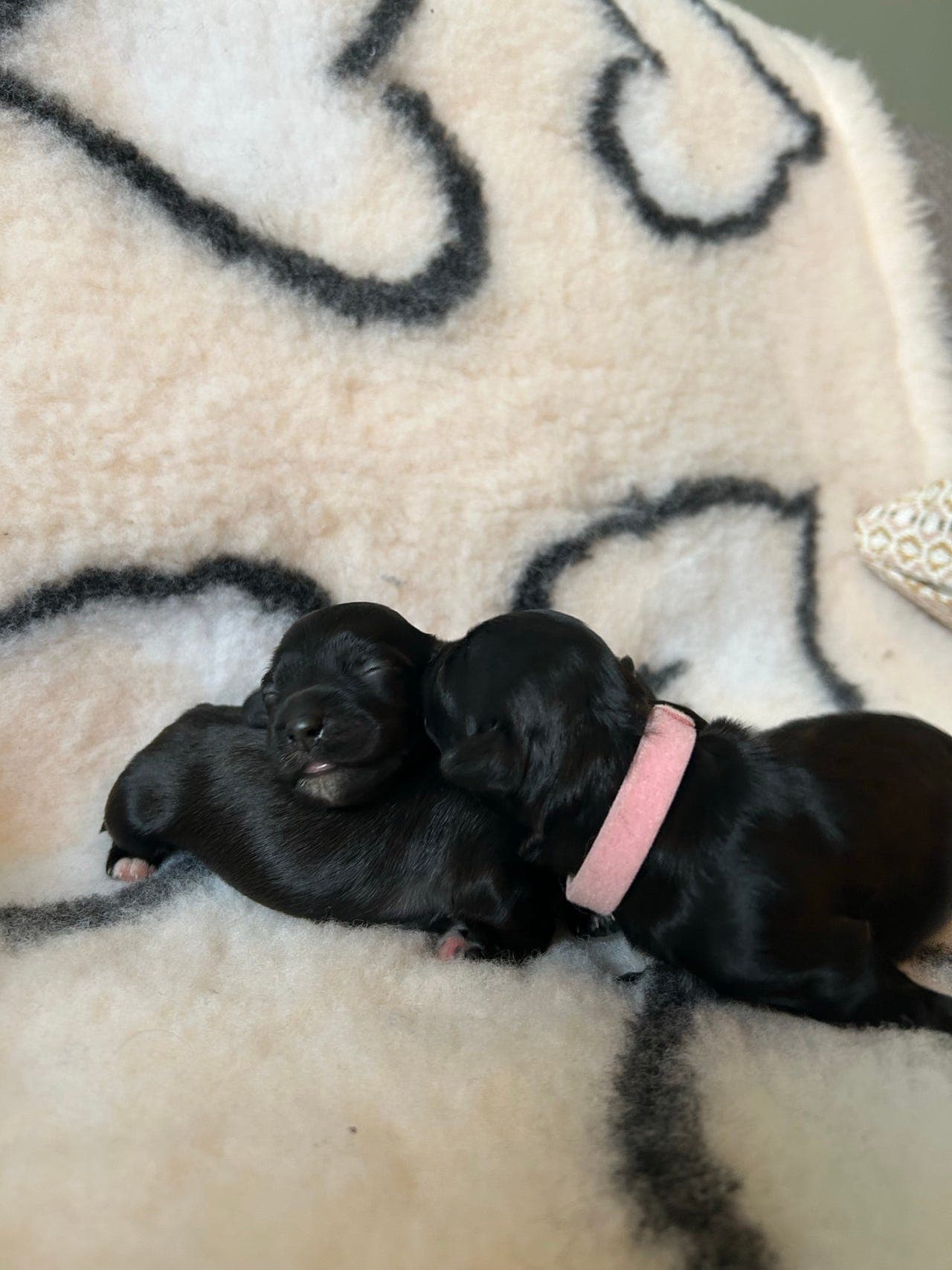 Nydelige Bichon Havanais kull leveringsklare fra 09.01.26