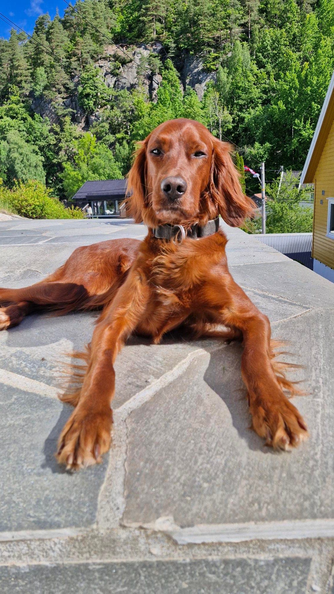 Irsk setter valper – planlagt kull mai 2026