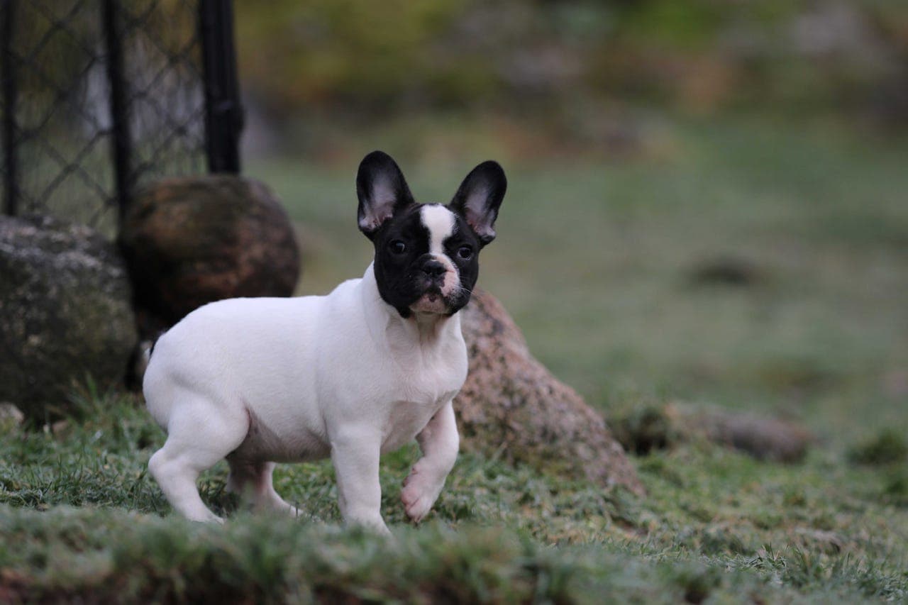 Knurreliten de Molosse Antique