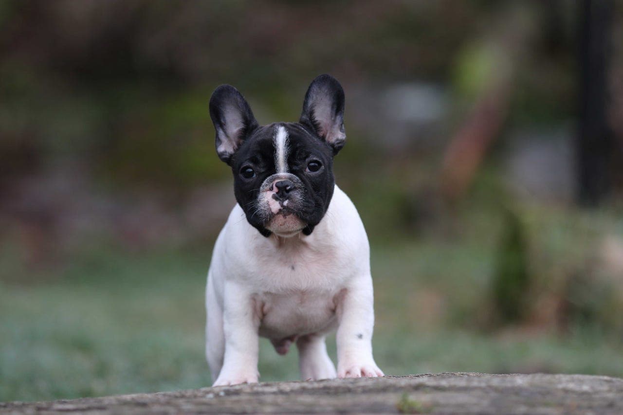 Karl-Bertil de Molosse Antique